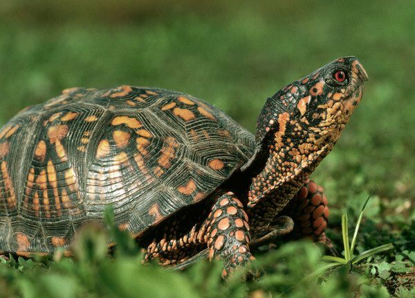 Diese Spaniels retten die vom Aussterben bedrohte Dosenschildkröte