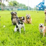 Girl Scouts Fund Spielplatz für Tierheimhunde