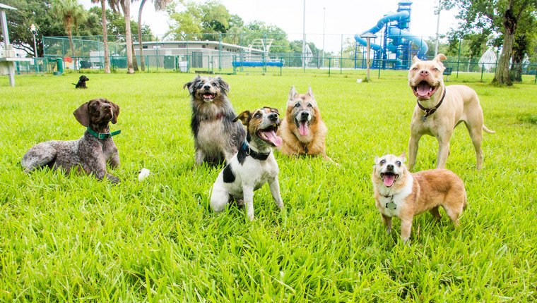 Girl Scouts Fund Spielplatz für Tierheimhunde