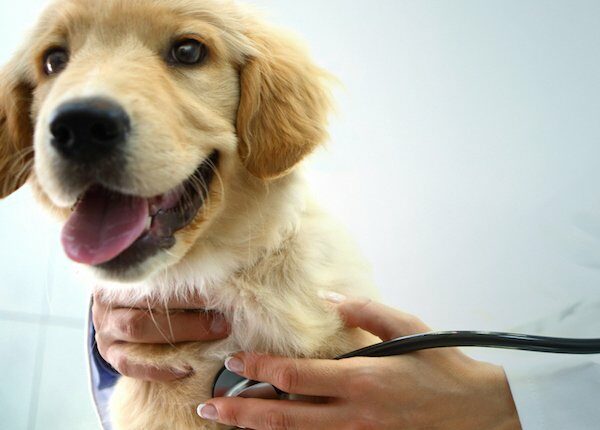 Pet Insurance Company kann die medizinische Zukunft Ihres Hundes vorhersagen