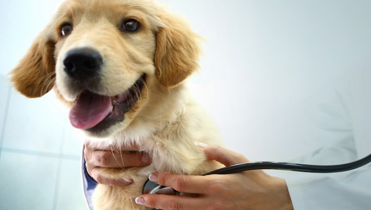 Pet Insurance Company kann die medizinische Zukunft Ihres Hundes vorhersagen