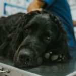 Giftiger Lebensmittelzusatz tötet Hunde in Brasilien