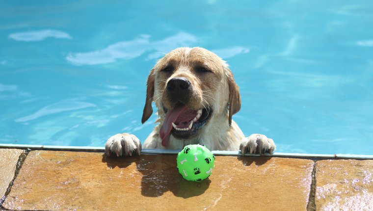 Über 950 Hunde nehmen an der jährlichen Schwimmveranstaltung teil