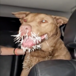 Hund aus New Jersey stirbt nach Begegnung mit Stachelschwein