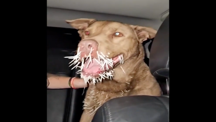 Hund aus New Jersey stirbt nach Begegnung mit Stachelschwein