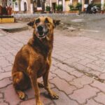 Indian Street Dogs die Hilfe geben, die sie brauchen