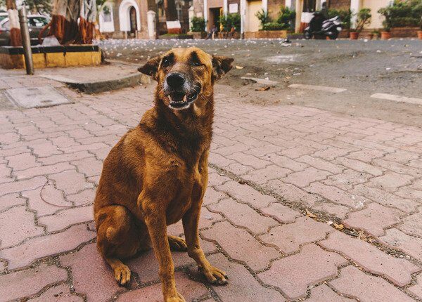 Indian Street Dogs die Hilfe geben, die sie brauchen