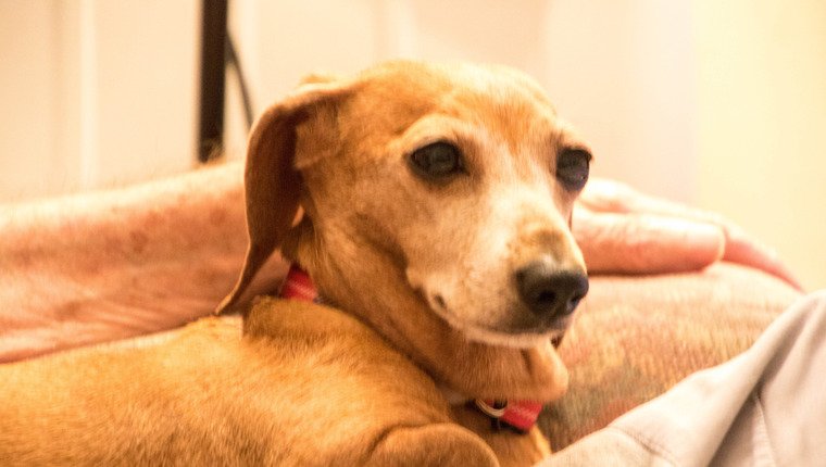 Neue Studie hilft festzustellen, ob Ihr Hund an Demenz leiden wird