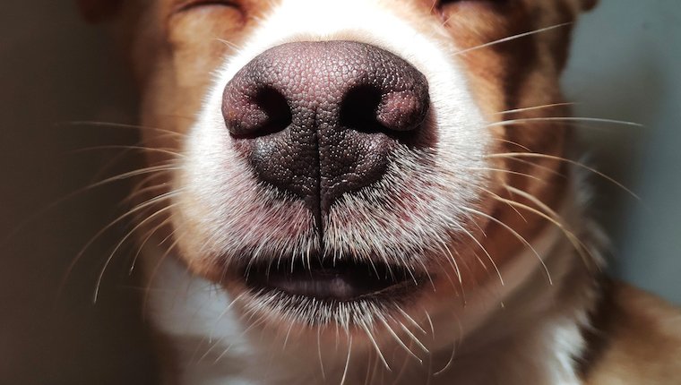 Warum haben Hunde Schnurrhaare?