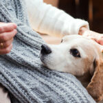 Was Sie über die Pflege älterer Hunde wissen sollten