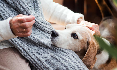 Was Sie über die Pflege älterer Hunde wissen sollten