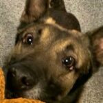DC-Polizeihund stirbt in Streifenwagen, hebt das Problem der Hitzeerschöpfung des K9 hervor