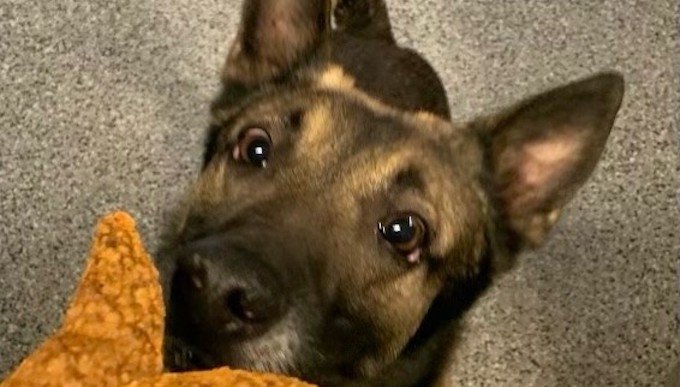 DC-Polizeihund stirbt in Streifenwagen, hebt das Problem der Hitzeerschöpfung des K9 hervor