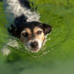 Algenblüten stellen eine wachsende Bedrohung für die Gesundheit von Hunden dar