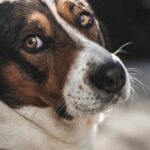 Studie zeigt, was in den Köpfen von Hunden passiert