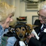 Lernen Sie die neuen königlichen Rettungshunde im Buckingham Palace kennen