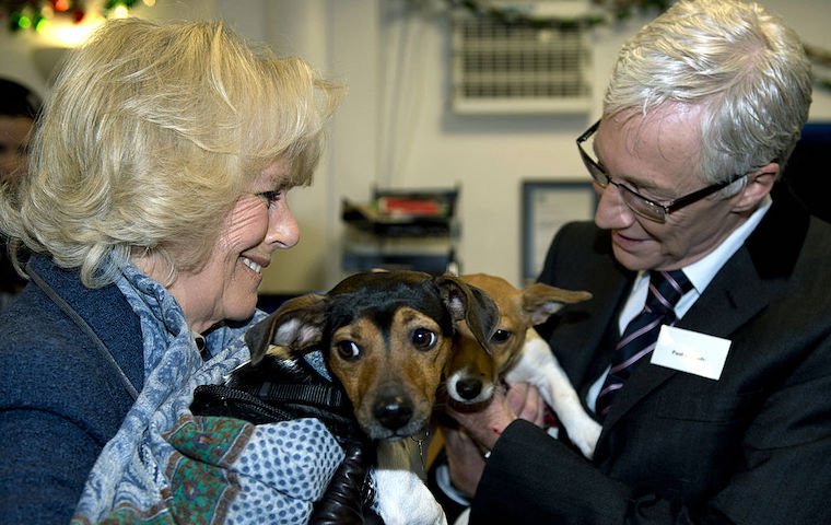 Lernen Sie die neuen königlichen Rettungshunde im Buckingham Palace kennen