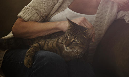 Senior Cat Age: Die Bedürfnisse älterer Katzen verstehen