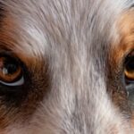 Wie Hunde sehen, so ein Veterinär-Ophthalmologe