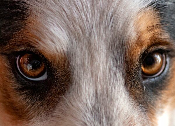 Wie Hunde sehen, so ein Veterinär-Ophthalmologe