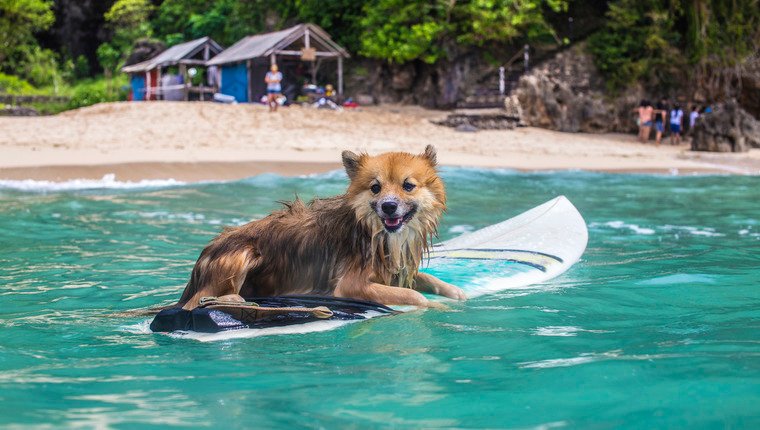 Hund mit blauem Irokesenschnitt wird Großbritanniens erster Surf-Therapiehund