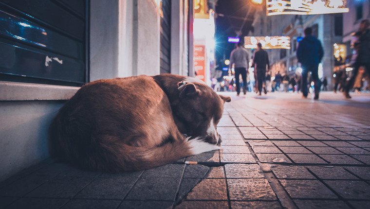 Die streunenden Hunde der Türkei stehen vor einem tragischen Dilemma