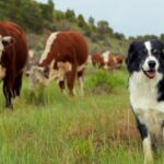 Rettungshunde ausbilden, um Landwirten mit Behinderungen zu helfen