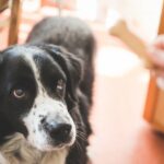 Laut einer Studie reagieren Hunde mehr auf Leckereien als auf ihren Namen