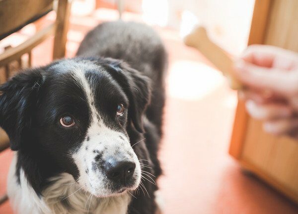 Laut einer Studie reagieren Hunde mehr auf Leckereien als auf ihren Namen