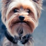 Lebensrettender Hund für Tapferkeitspreis nominiert