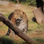 Hundetrupp zum Schutz von Geparden vor Wilderern