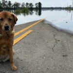 Florida-Hunde vor Hurrikan Ian-Gefahr gerettet