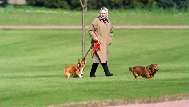 Die Königin geht mit ihren Corgis spazieren 