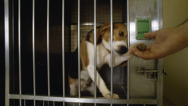 Ein Beagle streckt aus seinem Käfig in einem Toxikologielabor des Pharmaunternehmens Rhone-Poulenc Rorer, Inc. in Vitry, Frankreich, nach einer Hand aus.  |  Ort: Vitry, Frankreich.