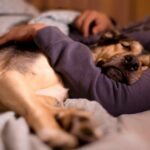 Warum Tierärzte sagen, dass Ihr Hund nicht mit Ihnen schlafen sollte