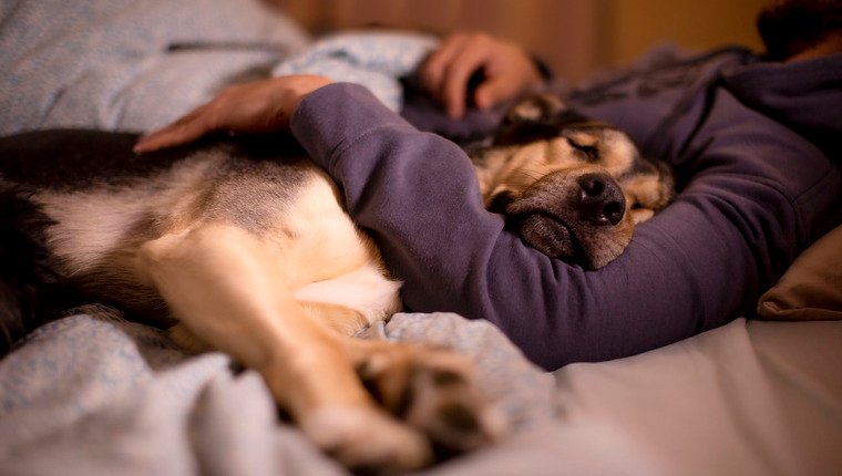 Warum Tierärzte sagen, dass Ihr Hund nicht mit Ihnen schlafen sollte