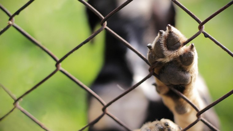 305 Hunde aus SC Dogfighting Ring gerettet
