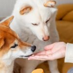 Die FDA warnt davor, dass topische Medikamente für Hunde tödlich sind