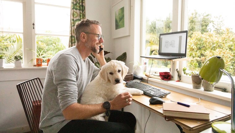Covid-Welpe: Entlasten Sie Ihren Hund, wenn Sie ins Büro zurückkehren
