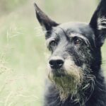 Gehörloser Rettungshund lernt Gebärdensprache