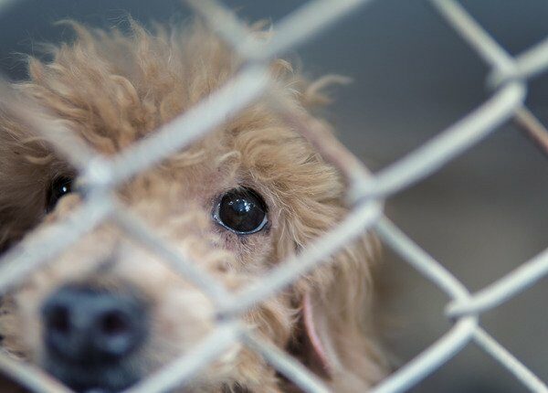 Zweiter gestohlener Tierheimhund in Atlanta gefunden