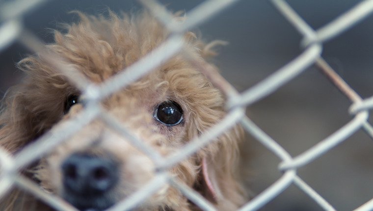 Zweiter gestohlener Tierheimhund in Atlanta gefunden