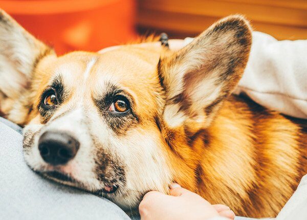 Studie zeigt, dass Hunde Stress mit einer Genauigkeit von über 90 % riechen können
