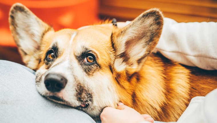 Studie zeigt, dass Hunde Stress mit einer Genauigkeit von über 90 % riechen können