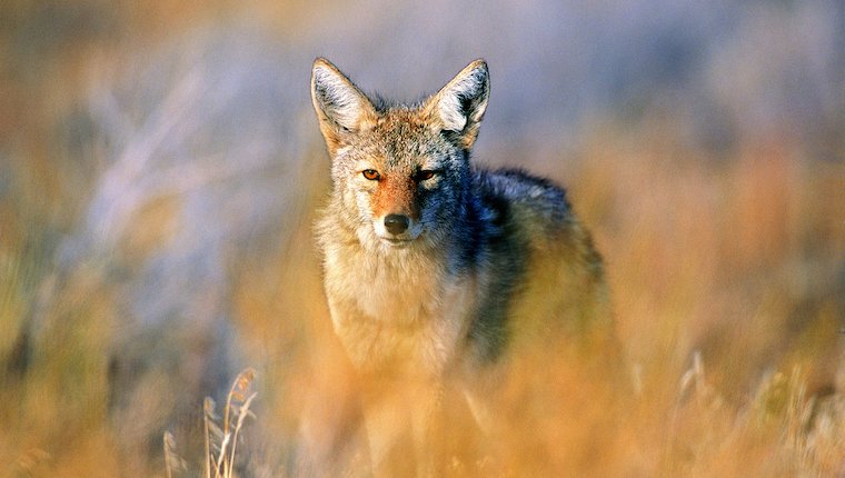 Kojote folgt dem gehenden Hund eines Kindes, möglicherweise wird der Hund in Sicherheit gehalten