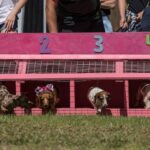 Dackel suchen Leckereien beim jährlichen Wiener Hunderennen