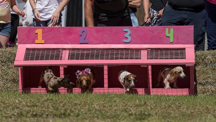 Dackel suchen Leckereien beim jährlichen Wiener Hunderennen
