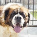 Kostenlose Adoptionskampagne bei Best Friends Animal Society