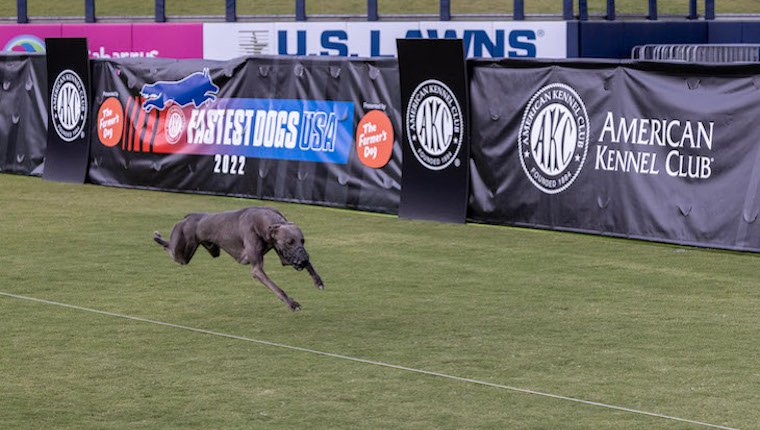Winston the Whippet wird für schnelle Moves bei Fastest Dogs USA viral
