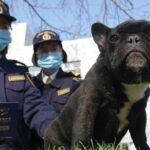 CDC-Dokumente zeigen, dass das Einfuhrverbot für Hunde nicht auf Tollwutdiagnosen zurückzuführen ist